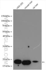 NUDT2 Antibody in Western Blot (WB)