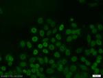 JUNB Antibody in Immunocytochemistry (ICC/IF)