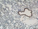 Uteroglobin Antibody in Immunohistochemistry (Paraffin) (IHC (P))
