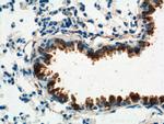 Uteroglobin Antibody in Immunohistochemistry (Paraffin) (IHC (P))