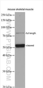 Calpain 3 Antibody in Western Blot (WB)