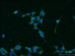 PIN1 Antibody in Immunocytochemistry (ICC/IF)