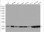 PIN1 Antibody in Western Blot (WB)