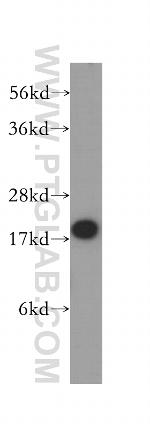 PIN1 Antibody in Western Blot (WB)