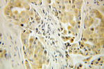 SNCB Antibody in Immunohistochemistry (Paraffin) (IHC (P))