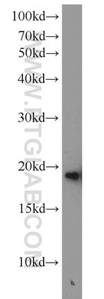 SNCB Antibody in Western Blot (WB)