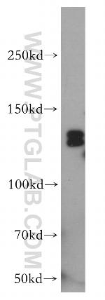 TFII I Antibody in Western Blot (WB)