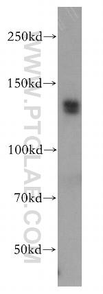 TFII I Antibody in Western Blot (WB)
