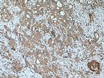 PSAT1 Antibody in Immunohistochemistry (Paraffin) (IHC (P))