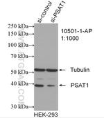 PSAT1 Antibody in Western Blot (WB)