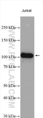 TCEB3 Antibody in Western Blot (WB)