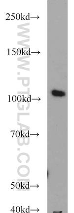 TCEB3 Antibody in Western Blot (WB)