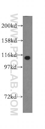 TCEB3 Antibody in Western Blot (WB)