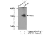 ZMAT3 Antibody in Immunoprecipitation (IP)
