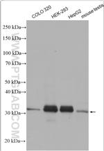 ZMAT3 Antibody in Western Blot (WB)