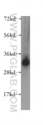 ZMAT3 Antibody in Western Blot (WB)
