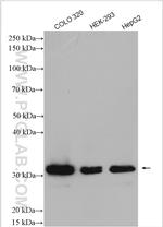 ZMAT3 Antibody in Western Blot (WB)