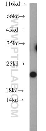 NCS1 Antibody in Western Blot (WB)