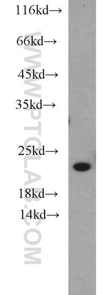 NCS1 Antibody in Western Blot (WB)