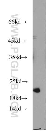 NCS1 Antibody in Western Blot (WB)