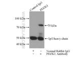 PDZK1 Antibody in Immunoprecipitation (IP)