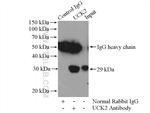 UCK2 Antibody in Immunoprecipitation (IP)