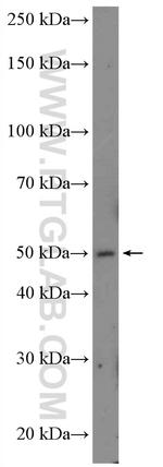 PLEKHB1 Antibody in Western Blot (WB)