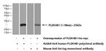 PLEKHB1 Antibody in Western Blot (WB)