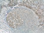 MCM2 Antibody in Immunohistochemistry (Paraffin) (IHC (P))