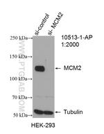 MCM2 Antibody in Western Blot (WB)