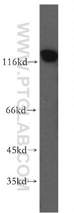 MCM2 Antibody in Western Blot (WB)