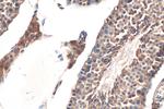 Kallikrein 5 Antibody in Immunohistochemistry (Paraffin) (IHC (P))