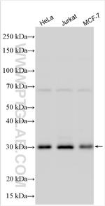 PPP1R2 Antibody in Western Blot (WB)