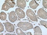 SDF4 Antibody in Immunohistochemistry (Paraffin) (IHC (P))