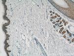 PACSIN2 Antibody in Immunohistochemistry (Paraffin) (IHC (P))