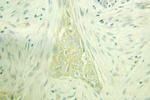 PACSIN2 Antibody in Immunohistochemistry (Paraffin) (IHC (P))