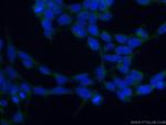 PCMT1 Antibody in Immunocytochemistry (ICC/IF)