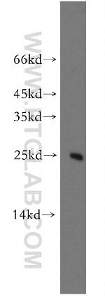 PCMT1 Antibody in Western Blot (WB)
