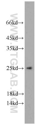 PCMT1 Antibody in Western Blot (WB)