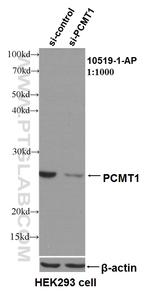 PCMT1 Antibody in Western Blot (WB)