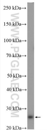 PCMT1 Antibody in Western Blot (WB)