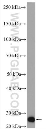 PCMT1 Antibody in Western Blot (WB)