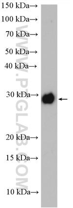 PCMT1 Antibody in Western Blot (WB)