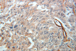 CRMP5 Antibody in Immunohistochemistry (Paraffin) (IHC (P))