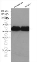 CRMP5 Antibody in Western Blot (WB)