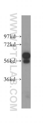 CRMP5 Antibody in Western Blot (WB)