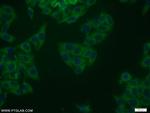 NRG1 Antibody in Immunocytochemistry (ICC/IF)