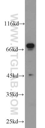 NRG1 Antibody in Western Blot (WB)