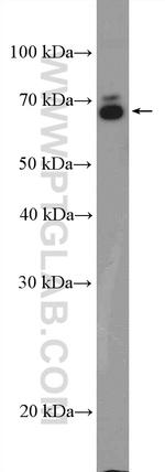 NRG1 Antibody in Western Blot (WB)