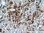 Chromogranin A Antibody in Immunohistochemistry (Paraffin) (IHC (P))